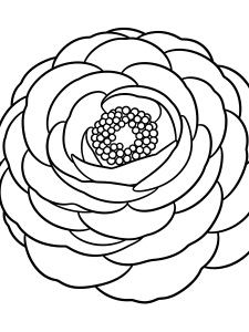 Flower Ranunculus Bloom Coloring Page – free printable black and white line art